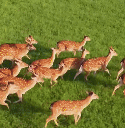 1698834110188431.gif 1.gif