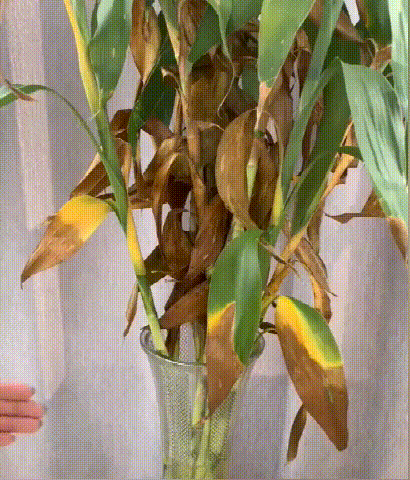 1703750277362295.png 31243a5c6350ed26d47417fe72c69df.png